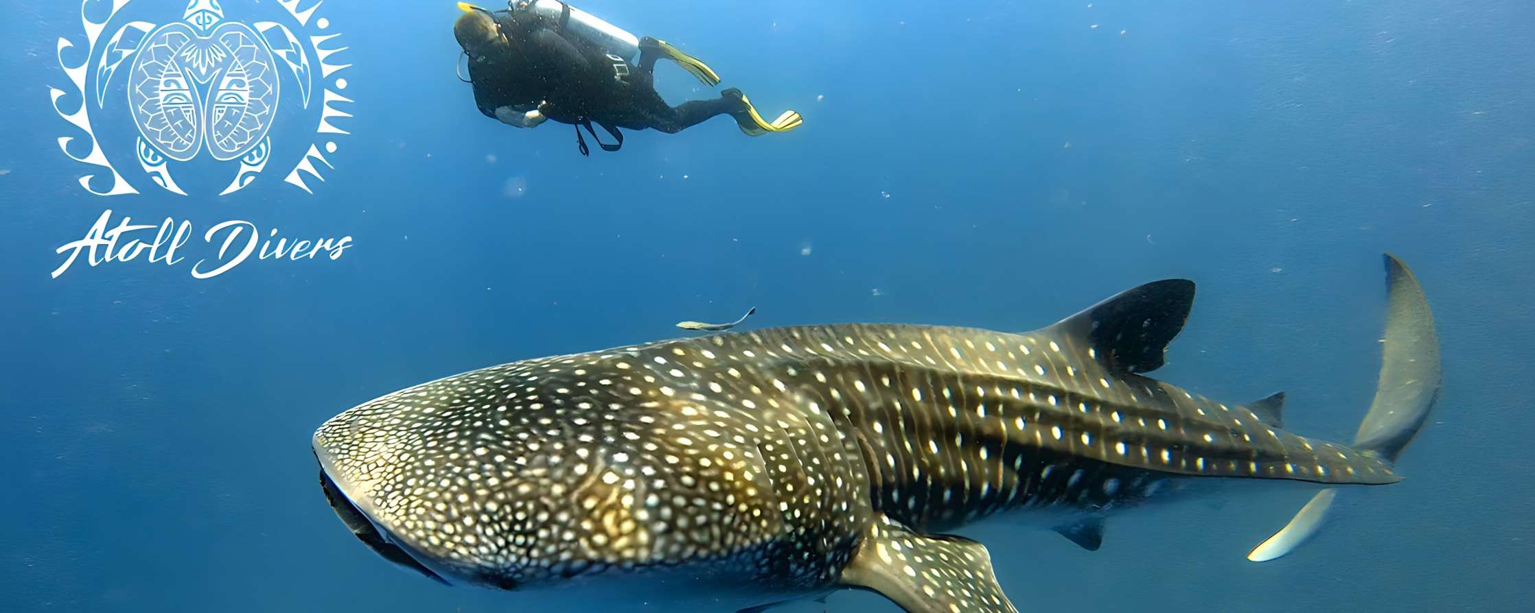 Atoll Divers Seychelles